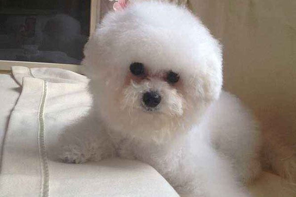 彭程程不是好东西? 被刺死凶手家人想要逃脱被网友关注