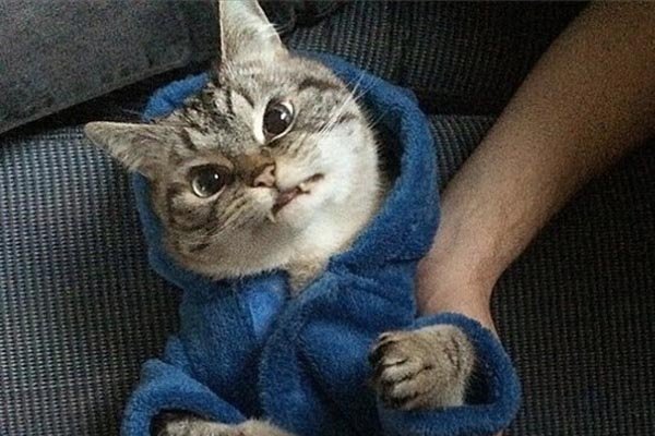 è�������м��ֱ��� �������è��ı�����Ầ�µ�