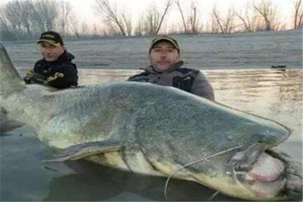 鲶鱼吃人真实事件是真的吗 食人鲶鱼吃人视频真假