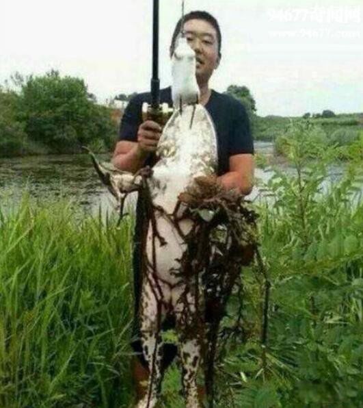 喀麦隆巨蛙最大有多大 喀麦隆巨蛙灭绝了吗