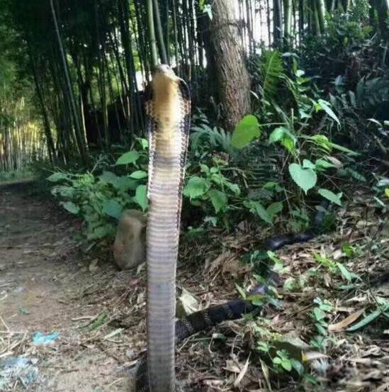 中华眼镜蛇是什么蛇 舟山眼镜蛇和眼镜王蛇的区别