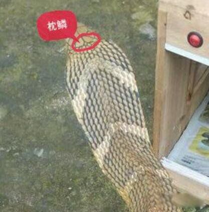 中华眼镜蛇是什么蛇 舟山眼镜蛇和眼镜王蛇的区别