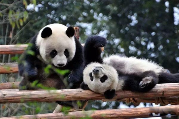 食铁兽为什么是大熊猫 食铁兽蚩尤复原图是谁的坐骑