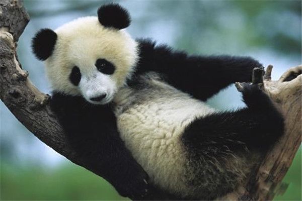 食铁兽为什么是大熊猫 食铁兽蚩尤复原图是谁的坐骑