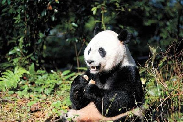 食铁兽为什么是大熊猫 食铁兽蚩尤复原图是谁的坐骑