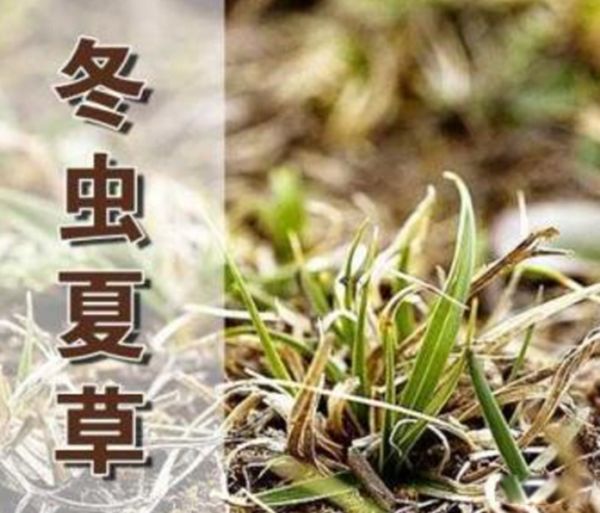 冬虫夏草是虫还是草?植物还是动物 冬虫夏草的秘密有哪些