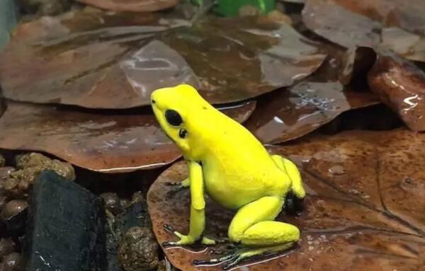 全球最毒的青蛙有哪些 黄金箭毒蛙毒死人图片