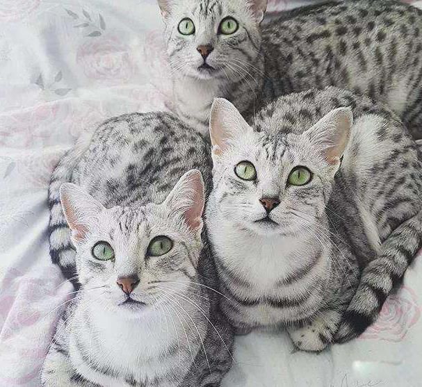 ����è��ʲôƷ�� ����ϵ�è��Ҫ�����ĸ�����