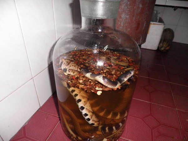 蛇泡酒泡了三年没死还咬死个人 为什么蛇泡酒里还能活