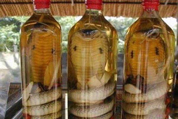 蛇泡酒泡了三年没死还咬死个人 为什么蛇泡酒里还能活
