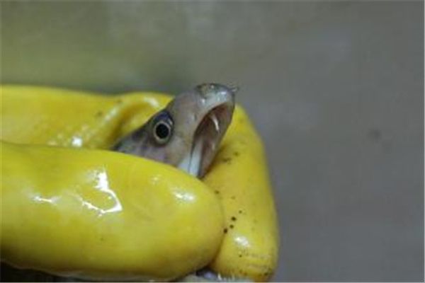 ׶ʲôͼƬ ׶аſ