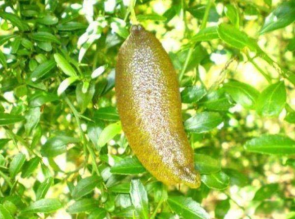 奇葩水果名字大全 10种不常见的奇葩水果