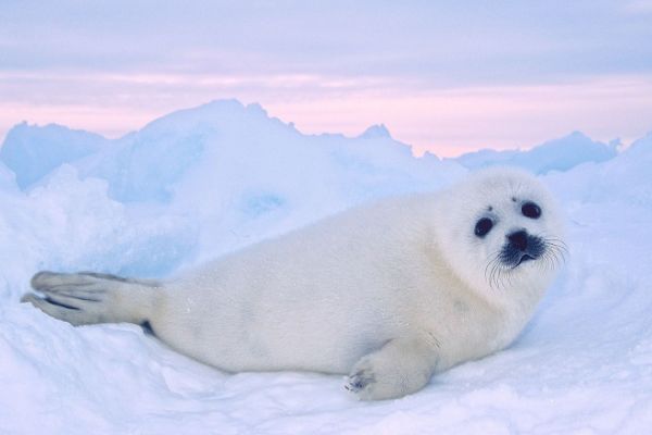 竖琴海豹是什么动物 外形特征和生活习性