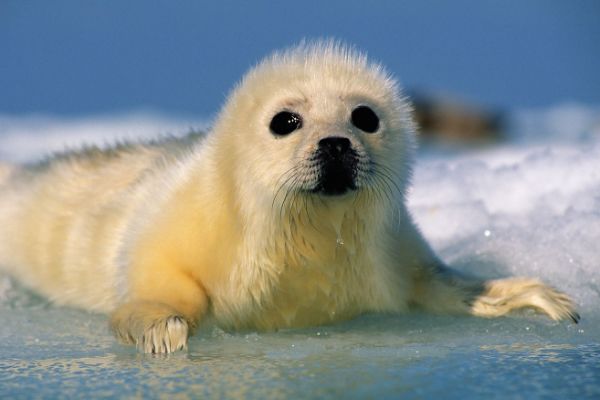 竖琴海豹是什么动物 外形特征和生活习性