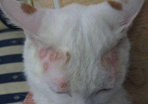 猫藓是由什么引起的 如何减少猫咪猫藓的概率