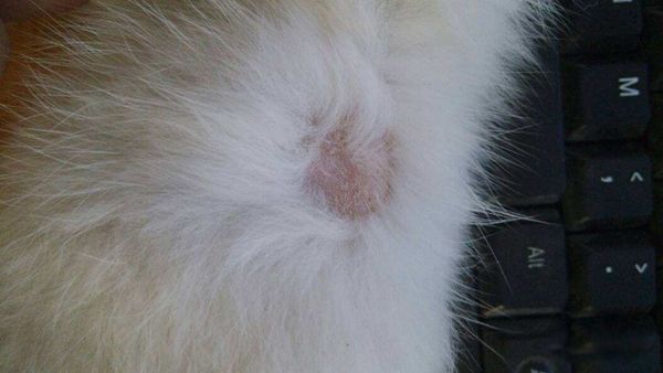猫藓是由什么引起的 如何减少猫咪猫藓的概率