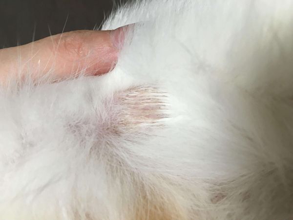 猫藓是由什么引起的 如何减少猫咪猫藓的概率