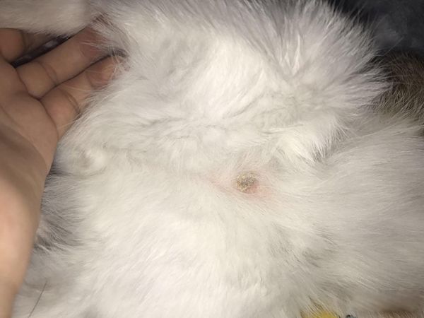 猫藓是由什么引起的 如何减少猫咪猫藓的概率