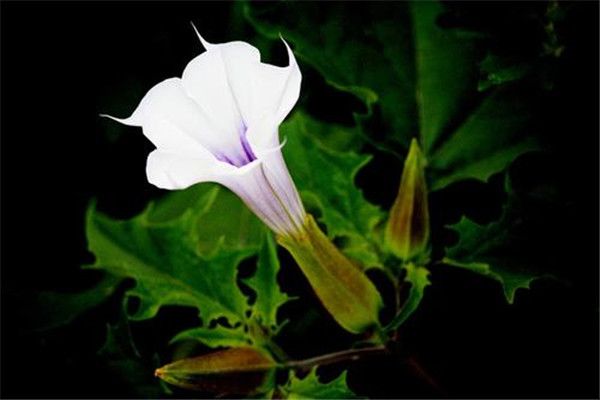 曼陀罗花的毒性与危害 可以家养曼陀罗花吗