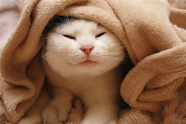伏地魔猫咪是什么动物 白色短毛猫咪哪里来的