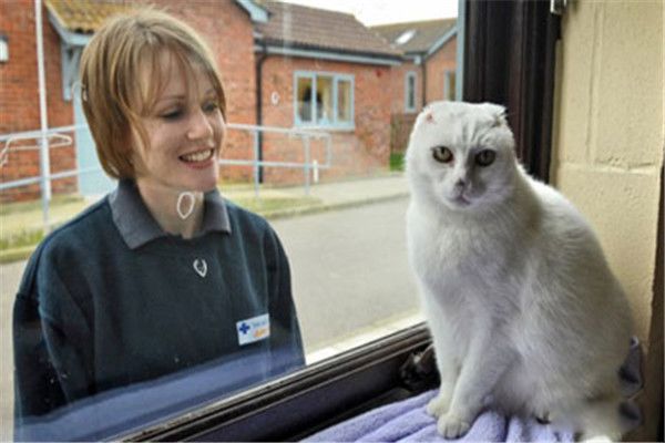 伏地魔猫咪是什么动物 白色短毛猫咪哪里来的