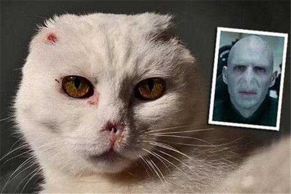 伏地魔猫咪是什么动物 白色短毛猫咪哪里来的