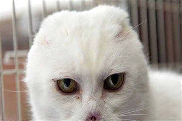 伏地魔猫咪是什么动物 白色短毛猫咪哪里来的