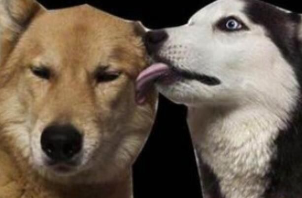 舔狗是什么意思呢 可以卑微到什么程度