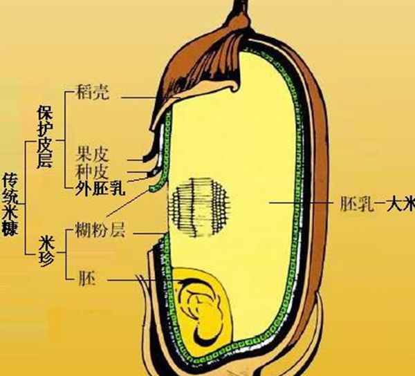 糙米的功效与作用 每天只吃50克降低患糖尿病风险