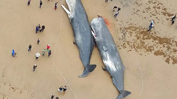 鲸鱼搁浅意味着什么 鲸鱼搁浅原因分析有哪些