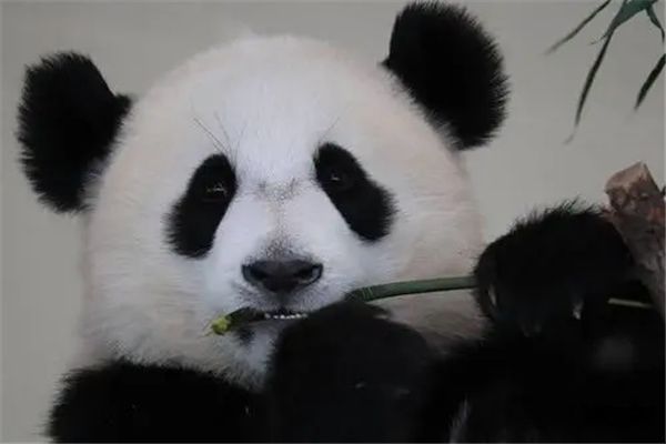 大熊猫吃什么肉食 大熊猫的寿命有多长