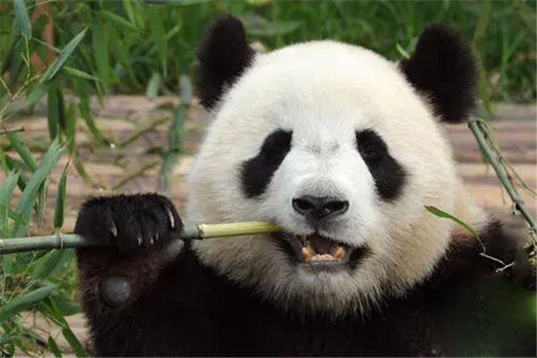 大熊猫吃什么肉食 大熊猫的寿命有多长