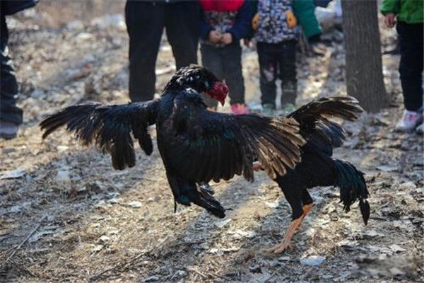 ³�������ж����� ³�������Ľ�����ʲô��