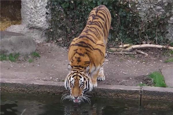 800����ľ����ϻ��ж�� �����Ǿ޻�������ʨ�Ա�