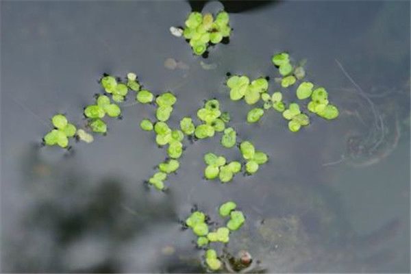 最小的花是什么花? 最小的花有多小,肉眼都看不清
