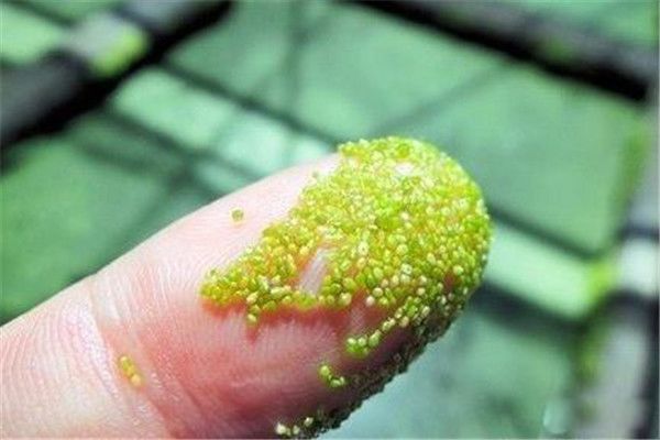 最小的花是什么花? 最小的花有多小,肉眼都看不清