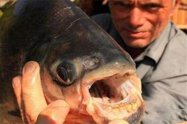 人齿鱼攻击人的视频怎么回事 人齿鱼不吃女人的原因