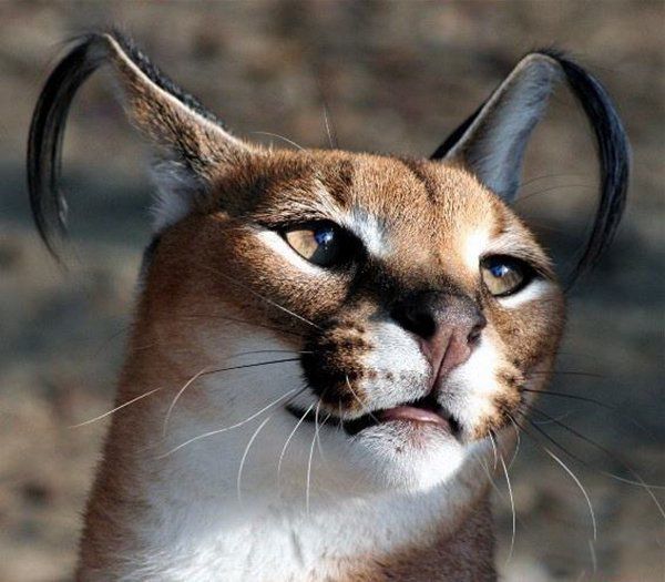 十大禁养猫排行榜可别犯法 猞猁有点像猫但是不是猫,喜欢寒冷