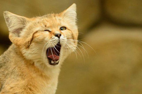 十大禁养猫排行榜可别犯法 猞猁有点像猫但是不是猫,喜欢寒冷