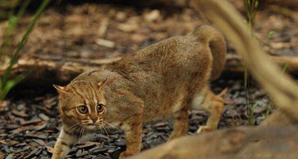 十大禁养猫排行榜可别犯法 猞猁有点像猫但是不是猫,喜欢寒冷