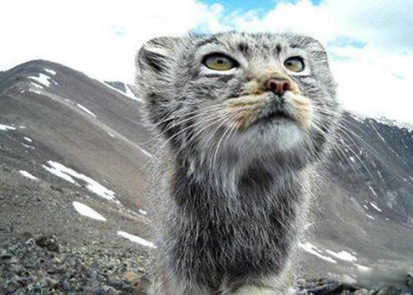 十大禁养猫排行榜可别犯法 猞猁有点像猫但是不是猫,喜欢寒冷