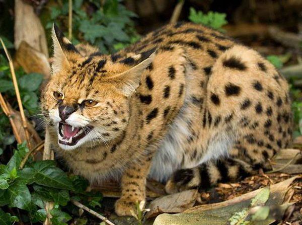 十大禁养猫排行榜可别犯法 猞猁有点像猫但是不是猫,喜欢寒冷