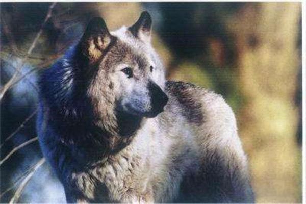 基奈山狼灭绝了吗 基奈山狼王真实图片灭绝原因