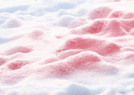 西瓜雪是什么意思 西瓜雪出现的原因
