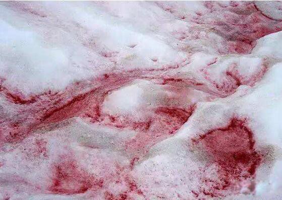 西瓜雪是什么意思 西瓜雪出现的原因