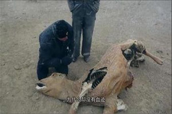 屠牛事件真的是外星人干的吗 美国屠牛事件真相揭秘