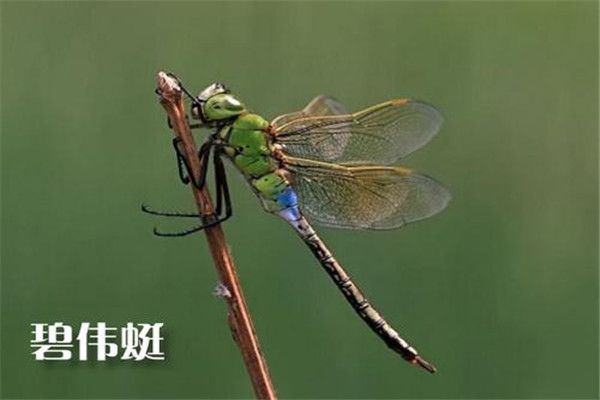 ��ΰ��ѧ����ʲô ���ڱ�ΰ�ѵ�С֪ʶ,���Ǳ�������