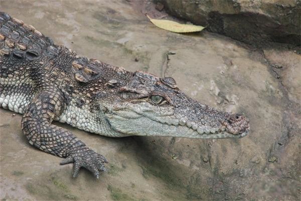 湾鳄生活在哪里有多重 湾鳄灭绝了吗