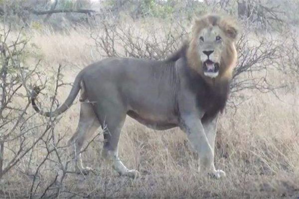 ���繫�ϵ�ʮ����ʨ�� ��ʨ�������а�ǰʮ��