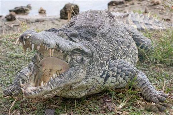 湾鳄生活在哪里有多重 湾鳄灭绝了吗